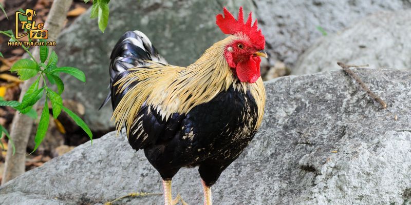 Tại sao nên học cách chọn gà qua màu lông?